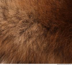 Photo Textures of Animal Skin 